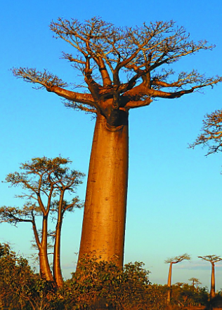 猴面包树 马达加斯加国宝