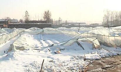 大雪压垮大棚农户损失百万 菜价普涨1元至2元