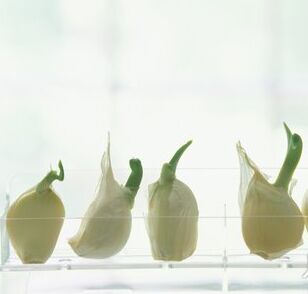 科学奇迹发芽大蒜竟有意想不到的神奇功效