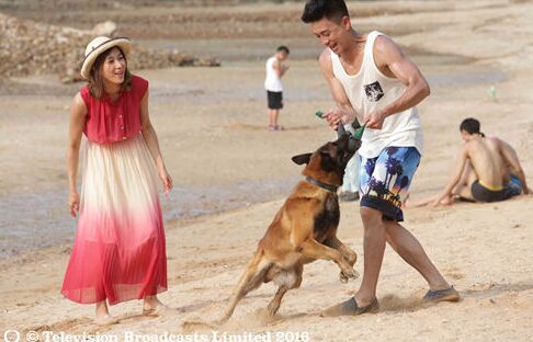《警犬巴打》黄宗泽变表情包 联合钟嘉欣发糖