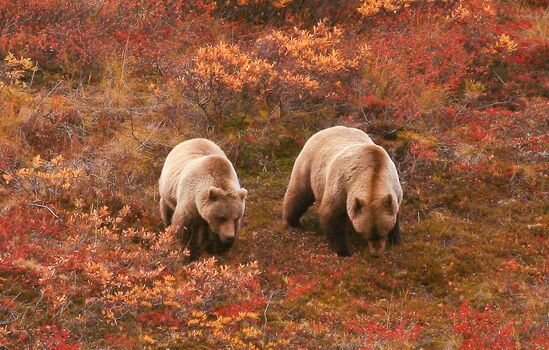 八月遇见最美丽的阿拉斯加