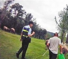萌大爷绿化带上放牛 亏你想得出来